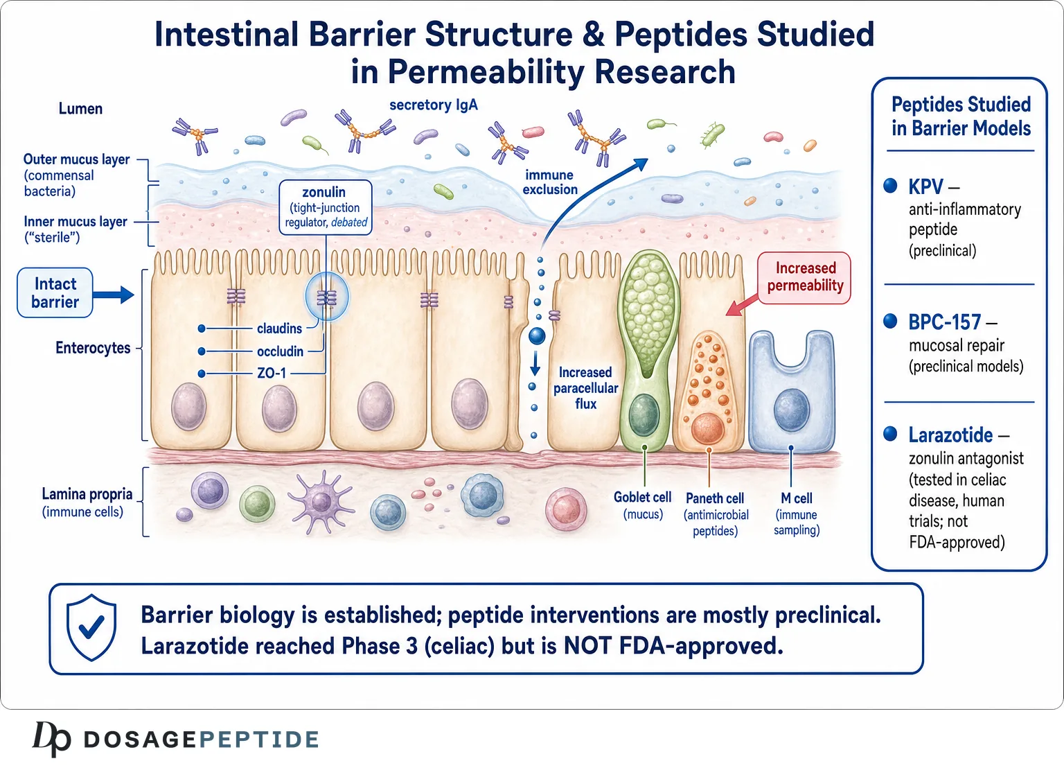 Intestinal barrier structure and peptides studied in permeability research