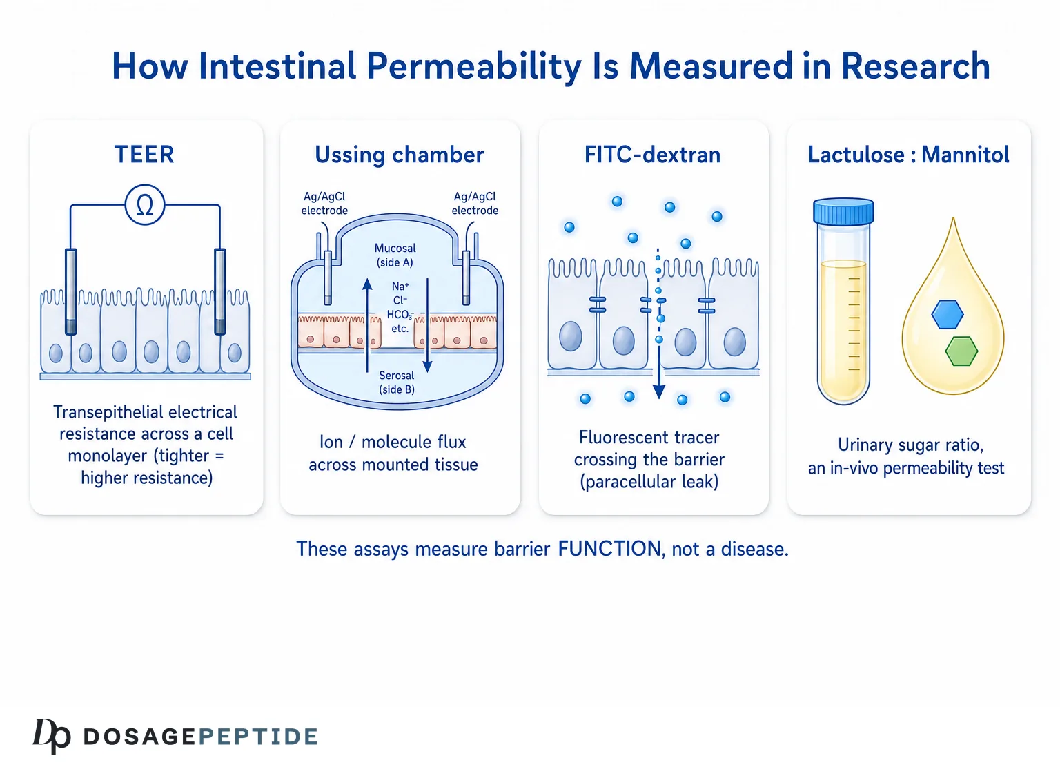 Peptides and the Gut Barrier: What Research Says About Intestinal Permeability