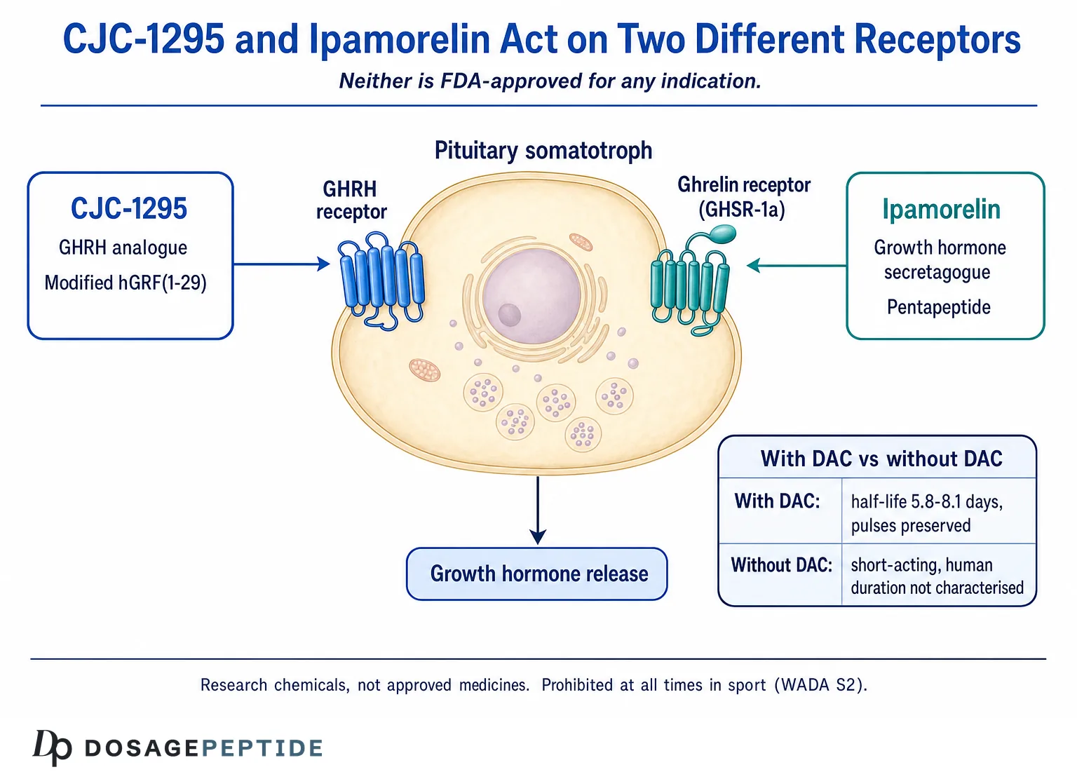 CJC-1295 vs Ipamorelin: Two Receptors