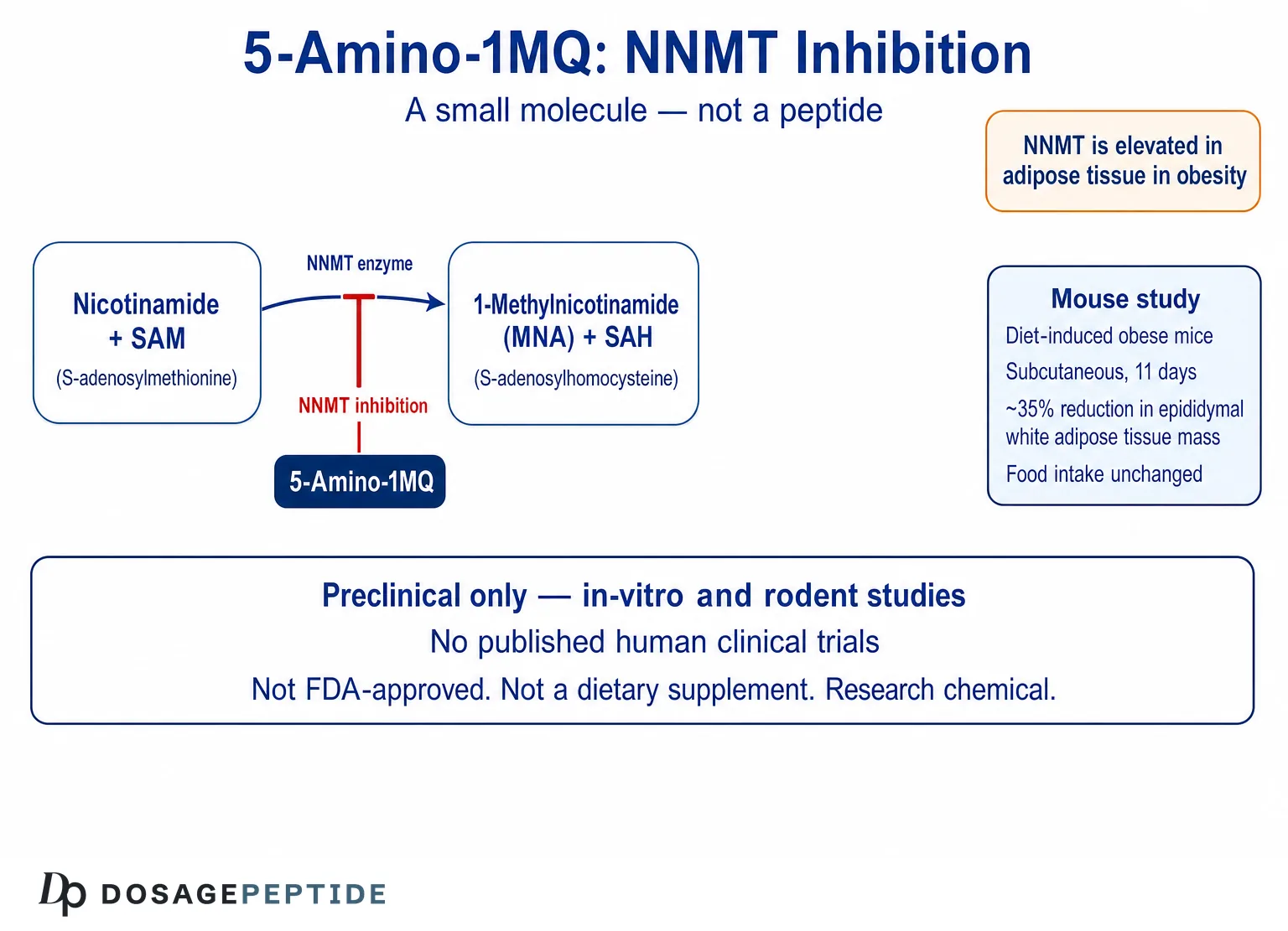 5-Amino-1MQ: Results, Side Effects and What the Research Actually Shows