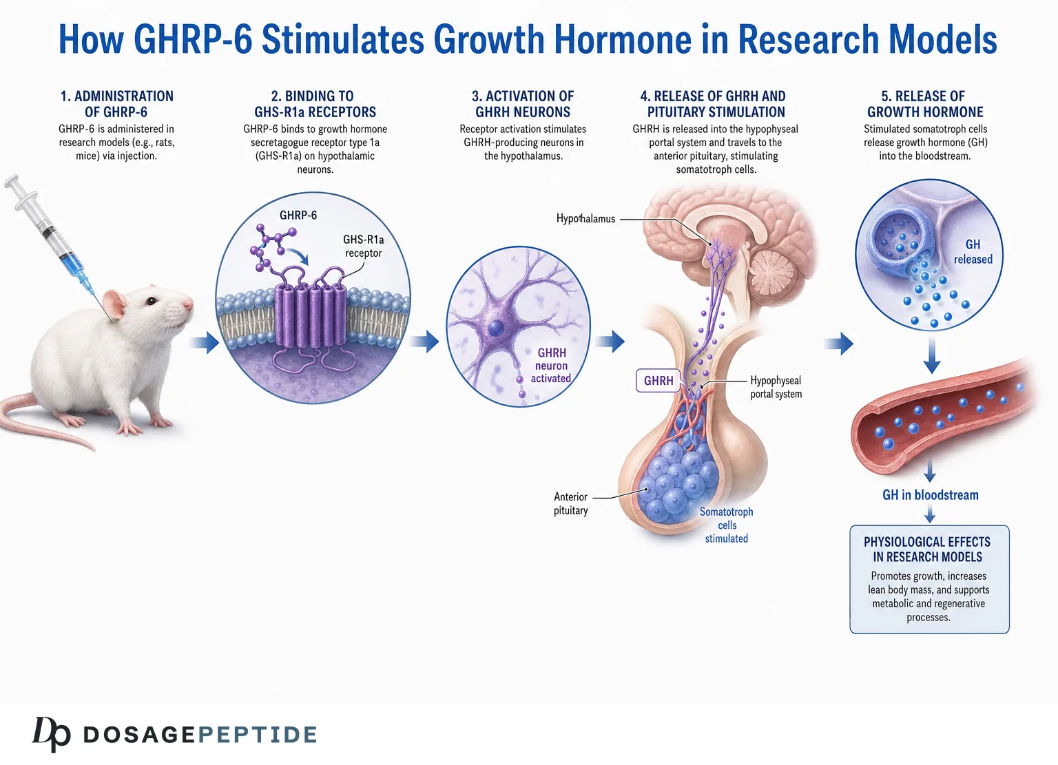 GHRP-6 mechanism schematic: GHS-R1a binding, GH release and the IGF-1 axis in research models