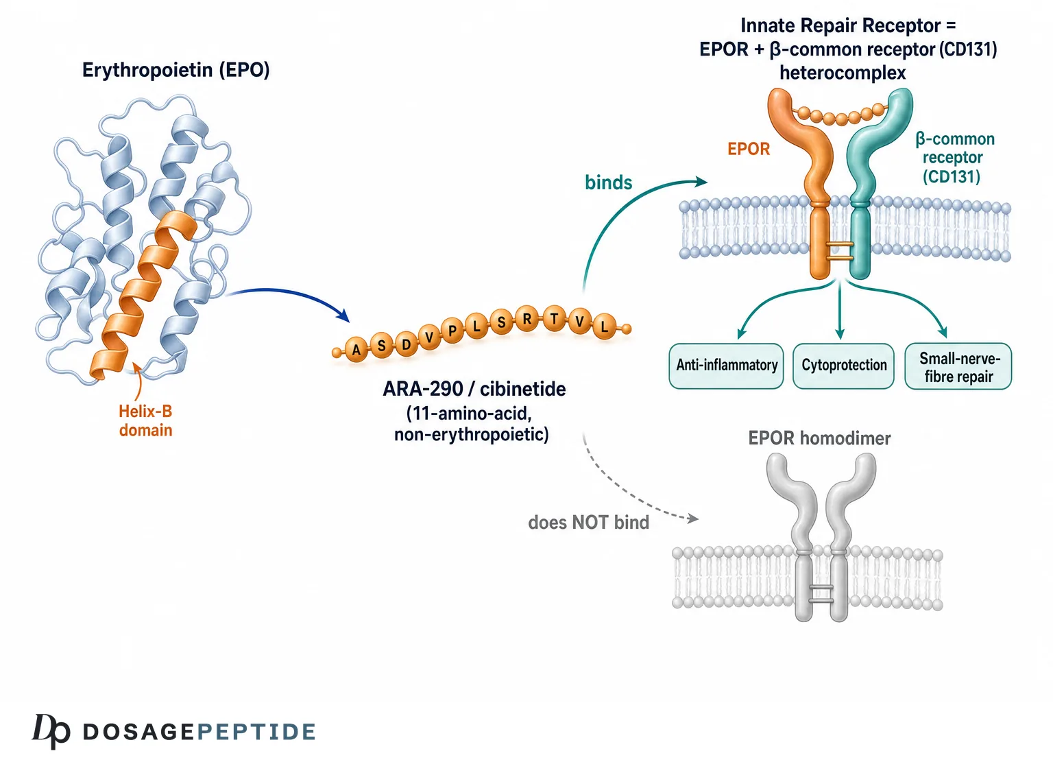 ARA-290 (cibinetide) innate repair receptor mechanism schematic