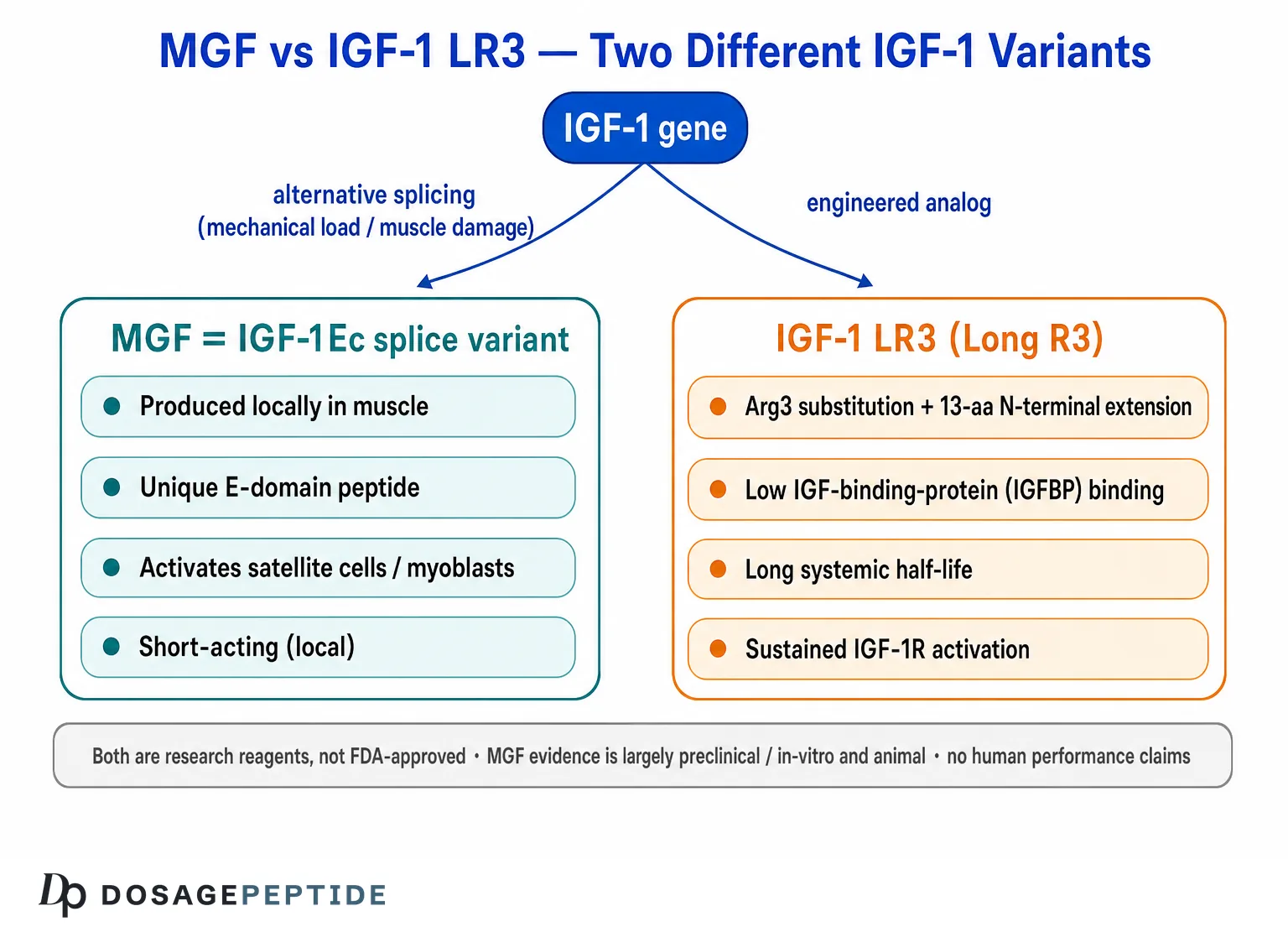 MGF vs IGF-1 LR3 mechanism: IGF-1 gene splicing versus engineered analog