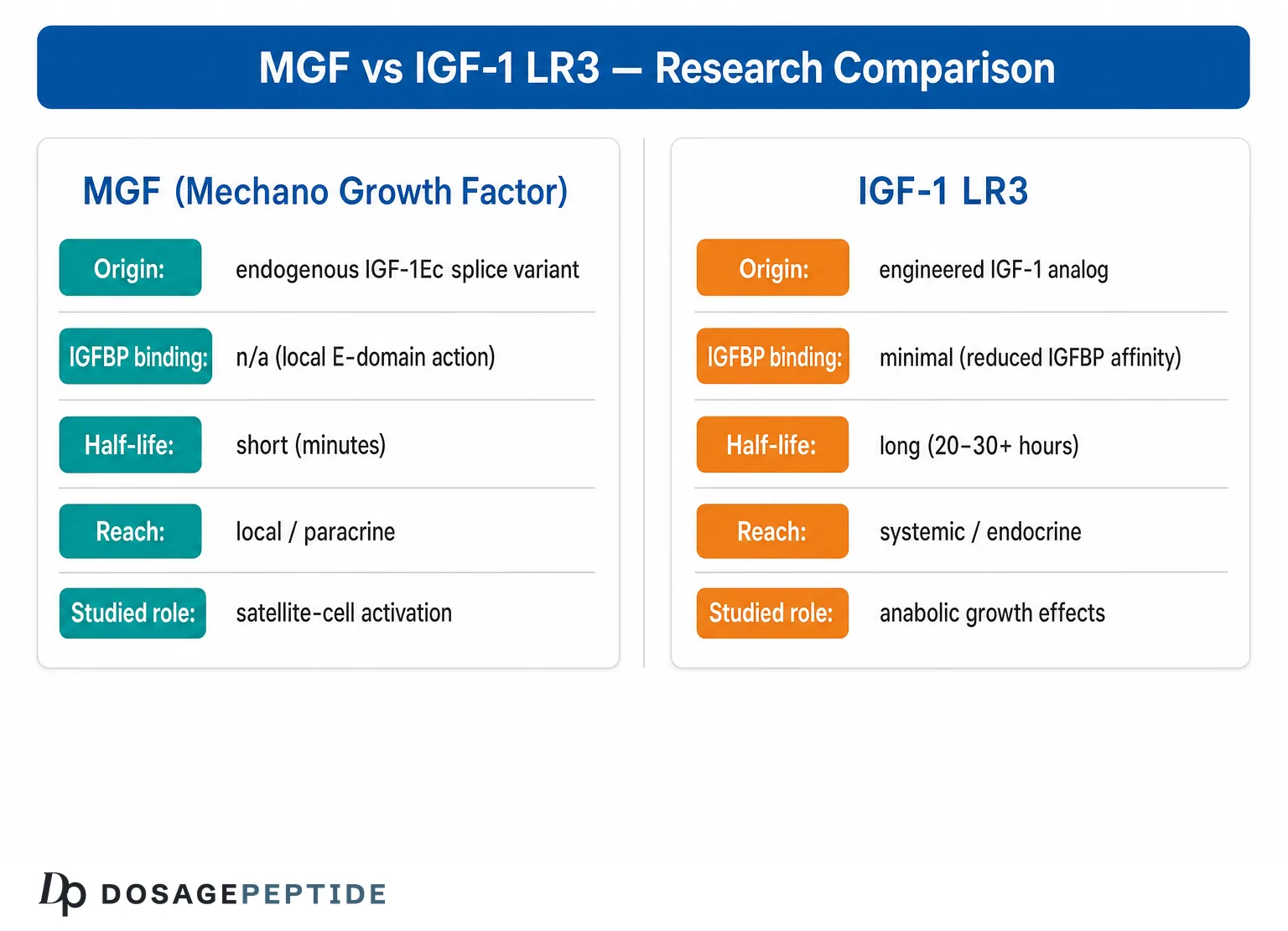 MGF vs IGF-1 LR3: How the Two IGF-1 Variants Differ in Muscle Research