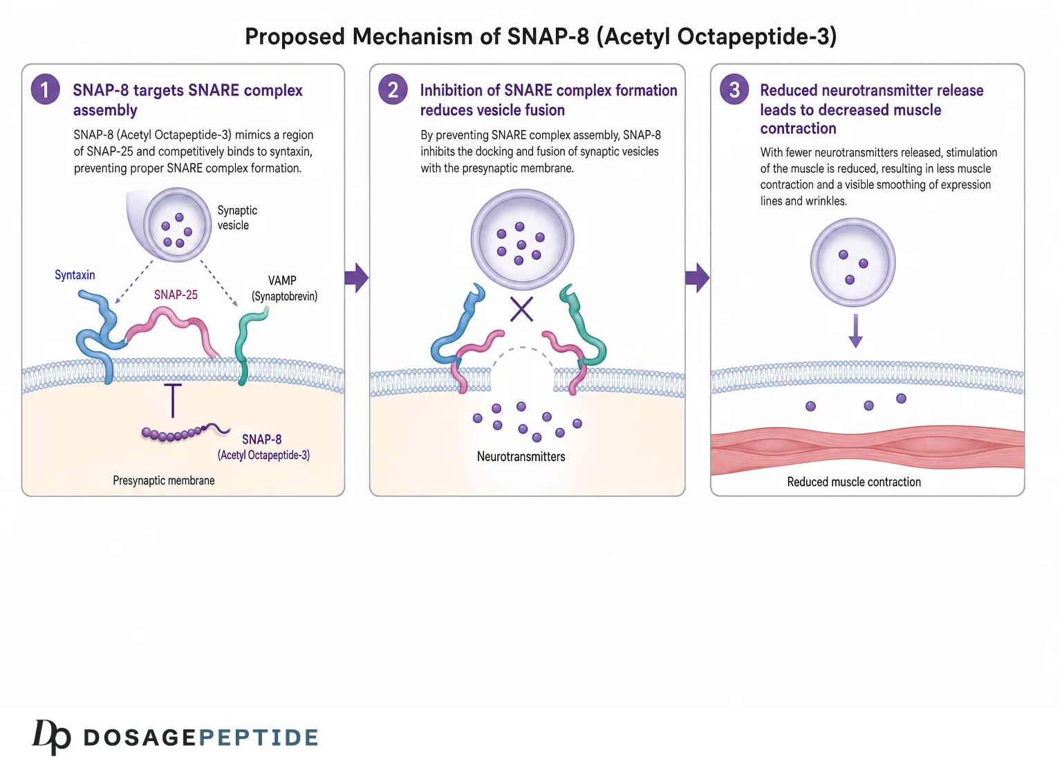SNAP-8 (acetyl octapeptide-3) SNARE-complex mechanism schematic