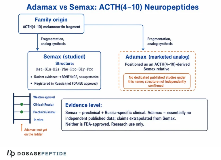 What Is Adamax? What It Does, and How It Compares to Semax