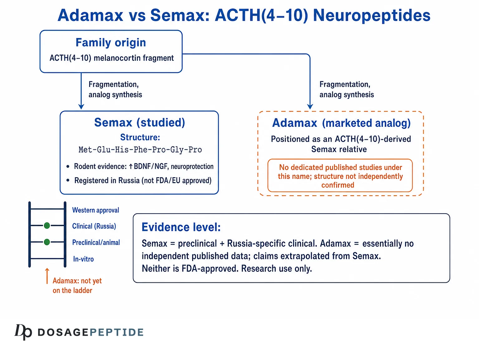 Adamax vs Semax ACTH(4-10) neuropeptides: family origin, Semax evidence, and the Adamax evidence gap
