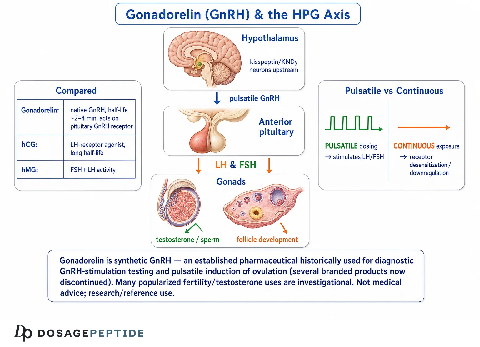 Gonadorelin: Effects on Testosterone and Fertility (2026)