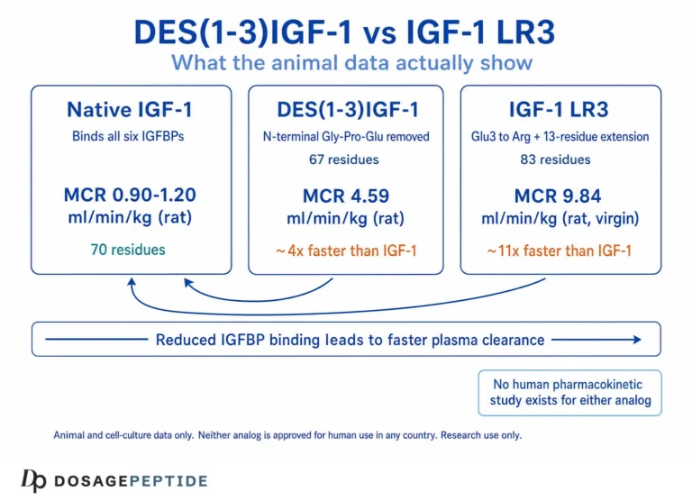 IGF-1 DES vs IGF-1 LR3: Half-Life, Potency and Why They Are Not Interchangeable