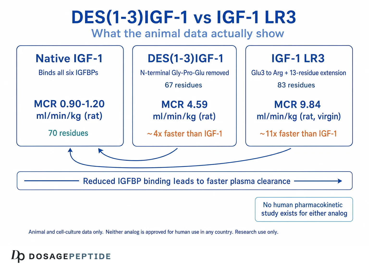 Comparison of DES(1-3)IGF-1, IGF-1 LR3 and native IGF-1 showing rat plasma clearance rates and reduced IGFBP binding