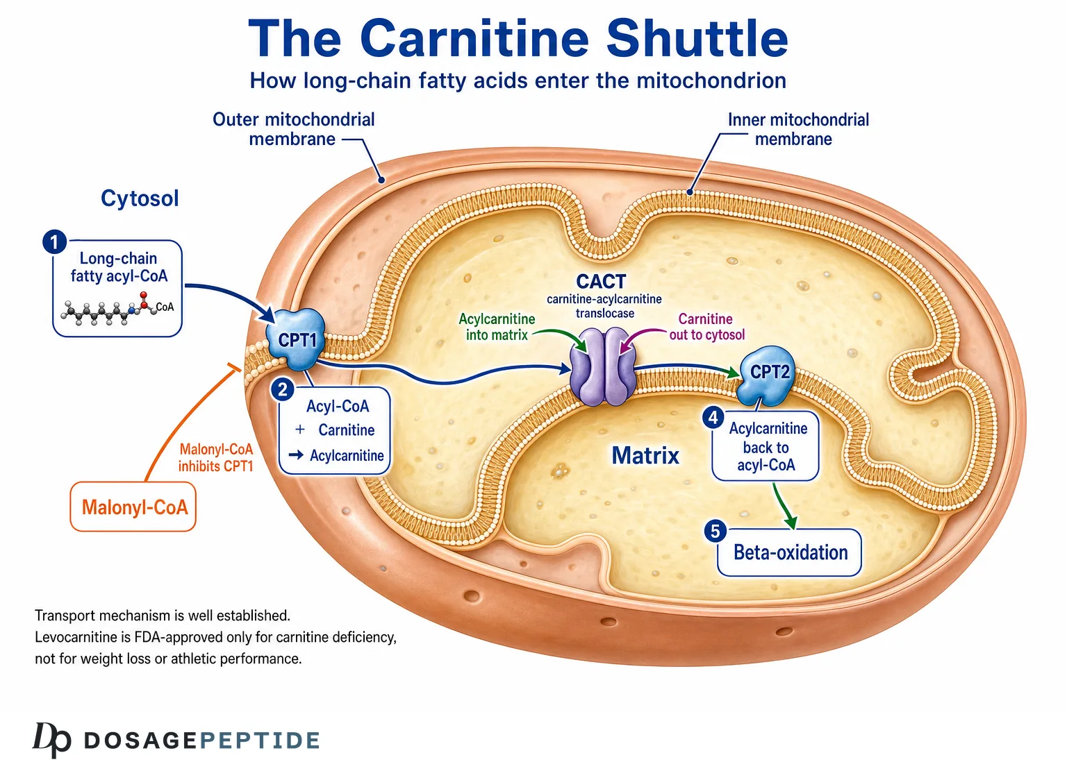 Diagram of the carnitine shuttle showing CPT1 on the outer mitochondrial membrane, CACT transport and CPT2 regenerating acyl-CoA for beta-oxidation