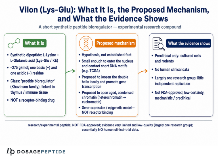 What Is Vilon? A Guide to the Lysylglutamic Acid Peptide