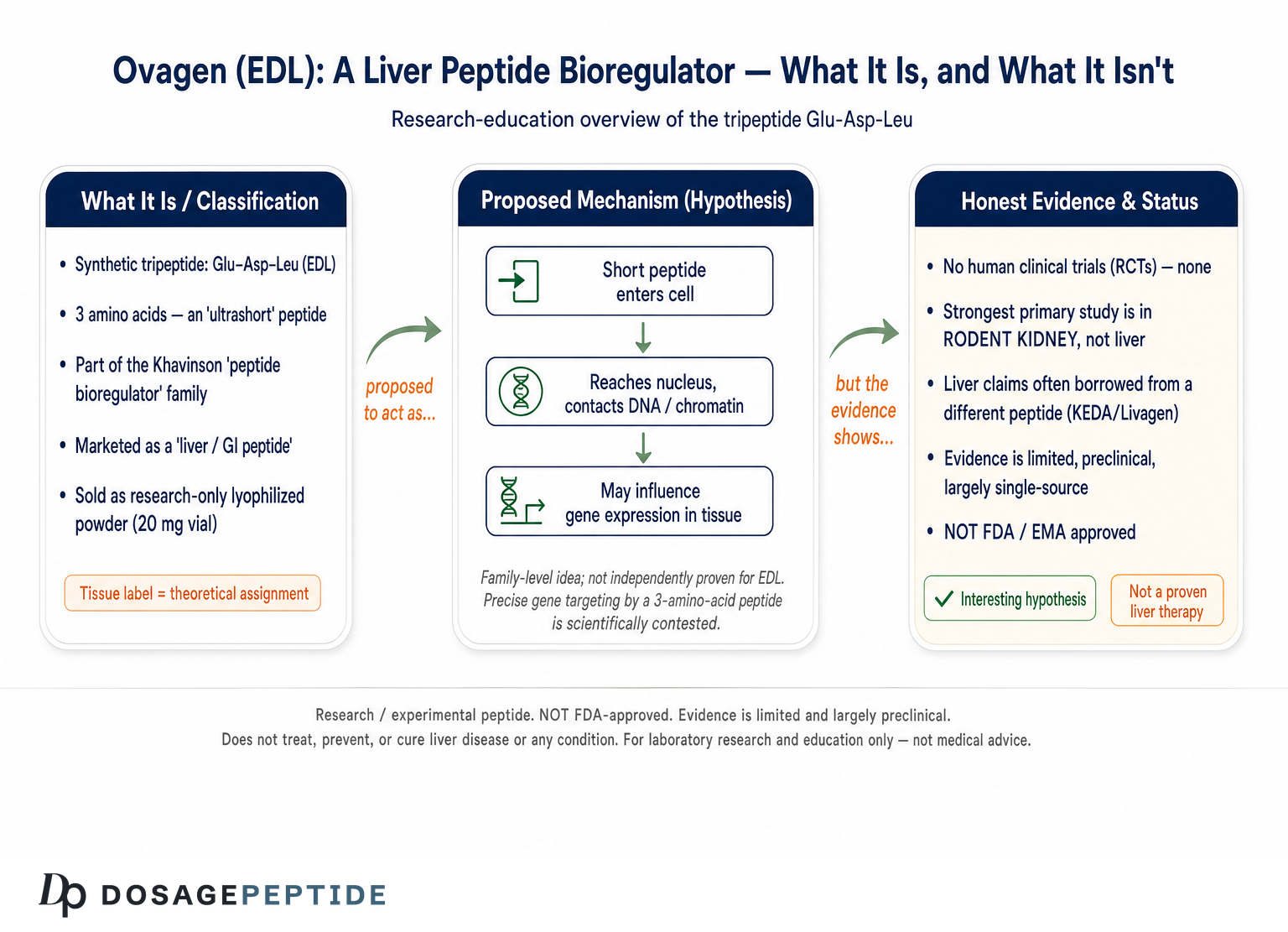 What Is Ovagen? The Liver Bioregulator Peptide Explained