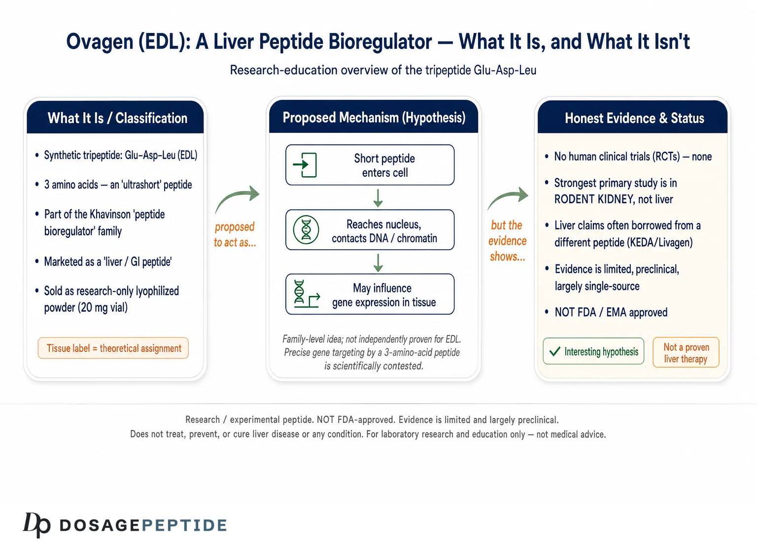 Ovagen liver peptide bioregulator: proposed gene-expression mechanism, preclinical; not FDA-approved.