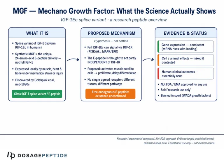 What is MGF (Mechano Growth Factor)?