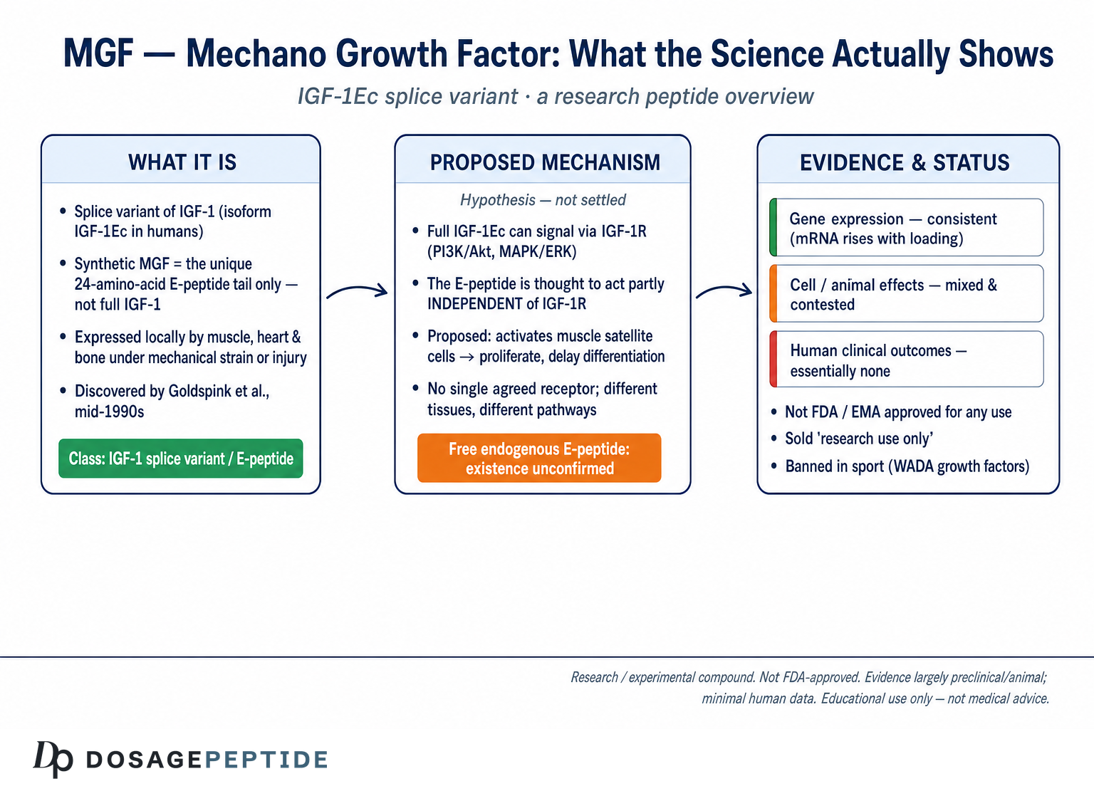 MGF (IGF-1Ec) overview: proposed mechanism and preclinical evidence; not FDA-approved.