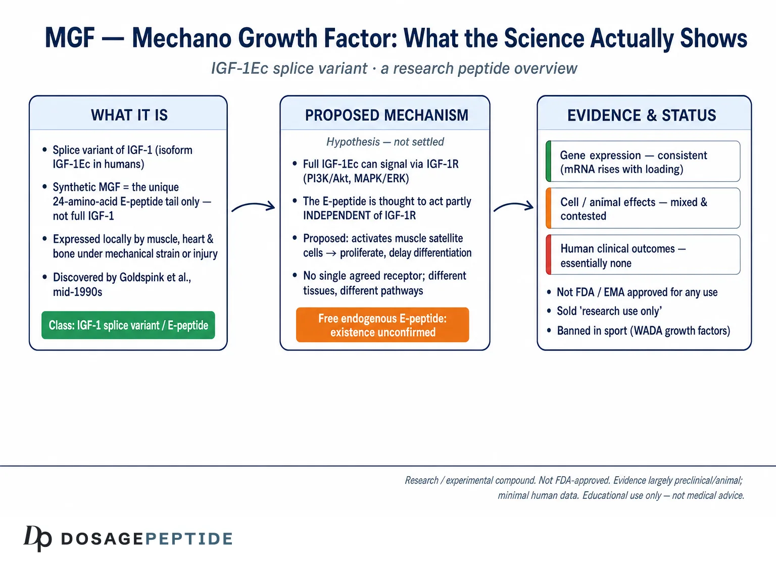 MGF (IGF-1Ec) overview: proposed mechanism and preclinical evidence; not FDA-approved.
